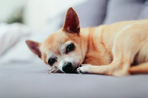 Un câine Chihuahua relaxându-se pe o canapea