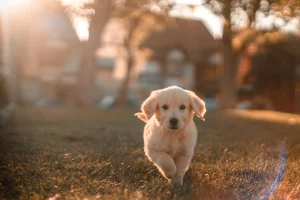 Un cățeluș Golden Retriever alergând prin natură