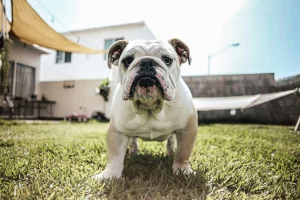 Un câine Bulldog Englez în grădină într-o zi însorită