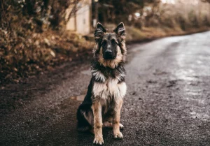 Un câine Ciobănesc German în natură