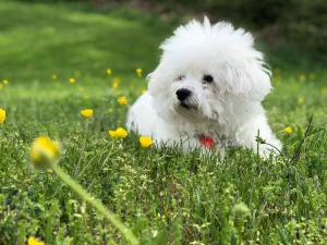 Un câine Bichon Frise relaxându-se pe o pajiște înverzită