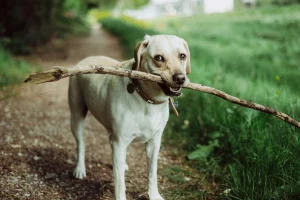 Un câine Labrador Retriever ținând un băț