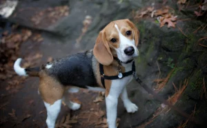 Un cățeluș Beagle la o plimbare prin oraș