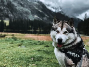 Un câine Husky Siberian la o plimbare prin natură