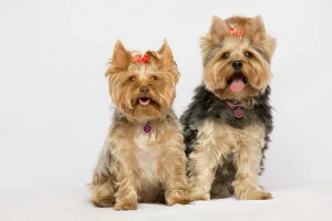 Doi câini Yorkshire Terrier pozând