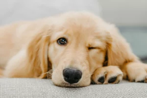 Un câine Golden Retriever trăgând cu ochiul